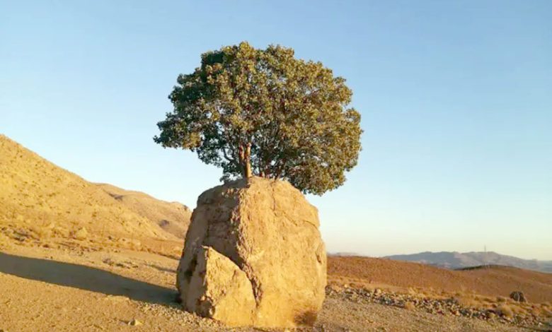 بهترین رنگ کار موی ارسنجان